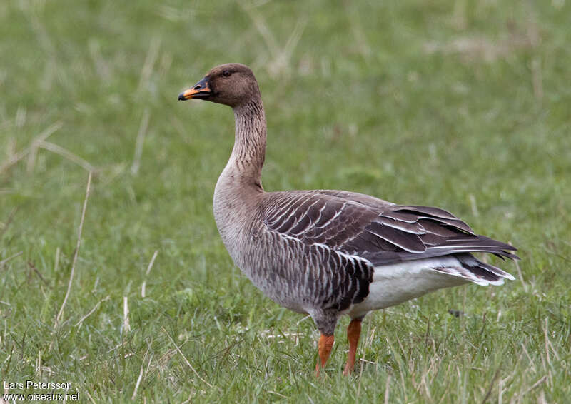 Oie des moissonsadulte, identification