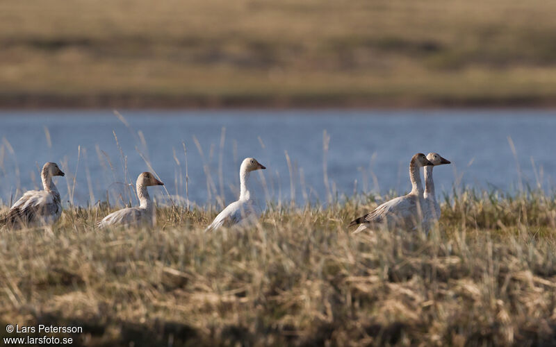 Snow Goose