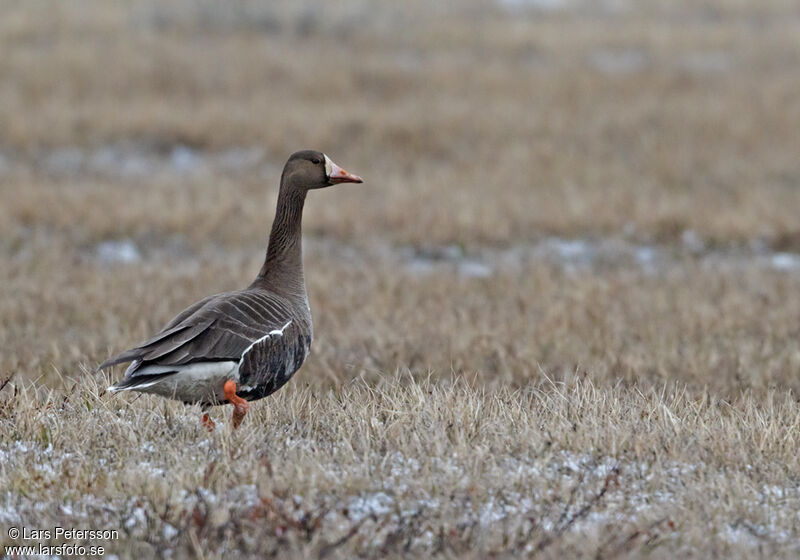 Greater White-fronted Goose