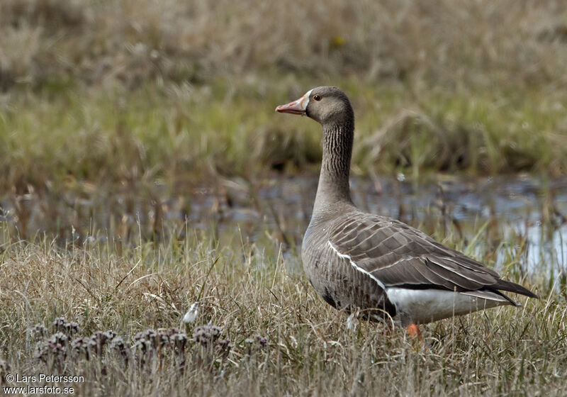 Greater White-fronted Goose