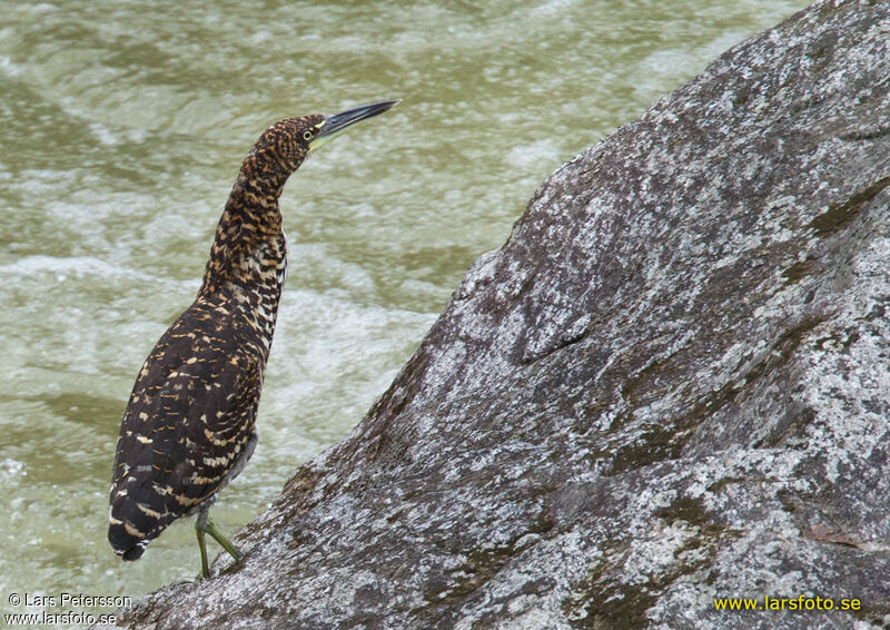 Fasciated Tiger Heron