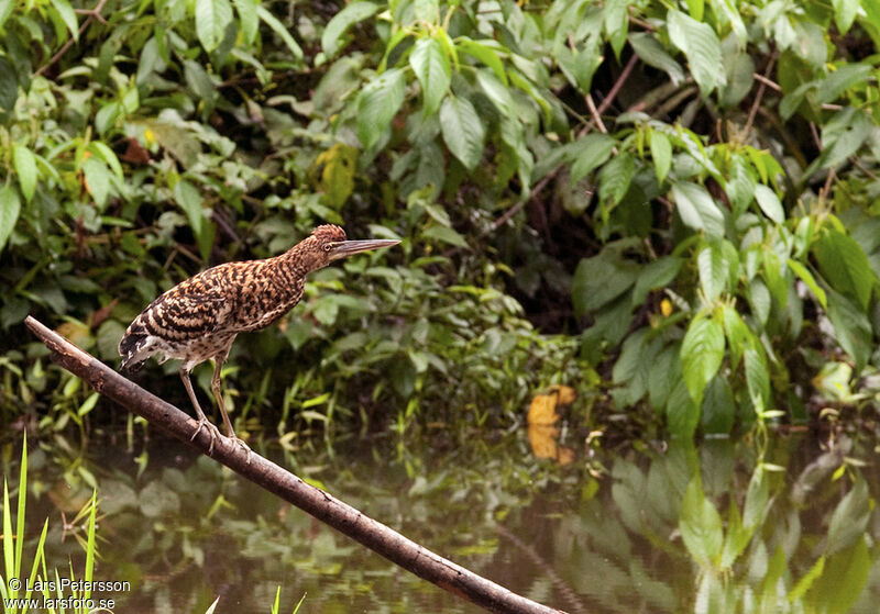 Rufescent Tiger Heron