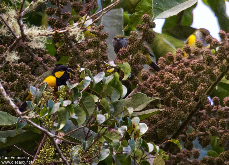 Oréochare des Arfak mâle adulte, habitat, régime