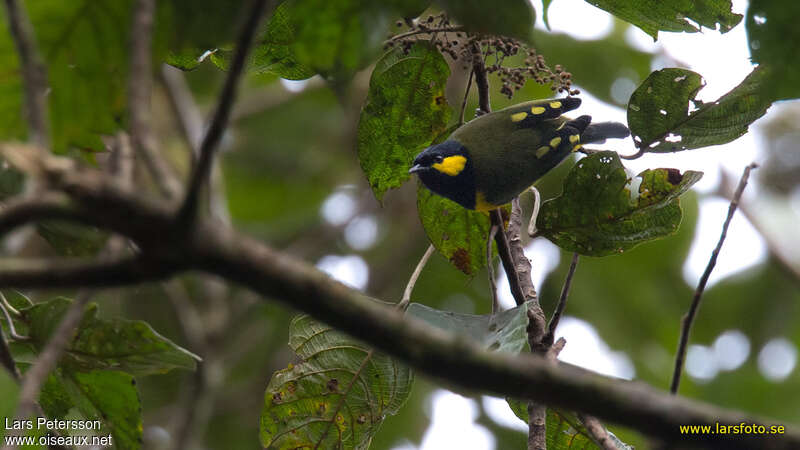 Tit Berrypecker male adult, identification, pigmentation