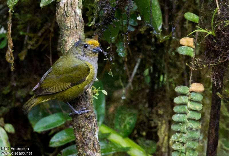 Orange-bellied Euphonia female adult, habitat, pigmentation