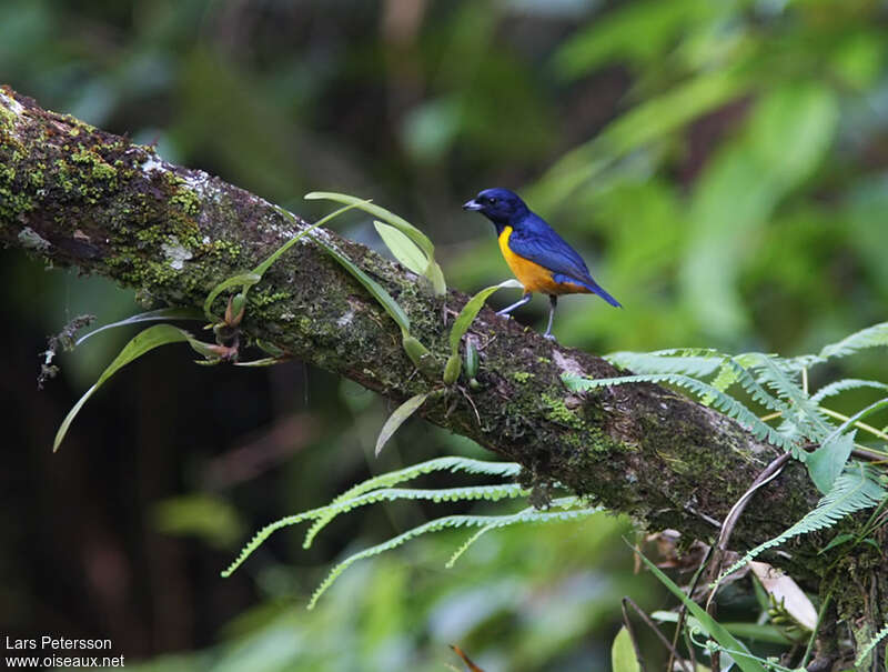 Rufous-bellied Euphonia