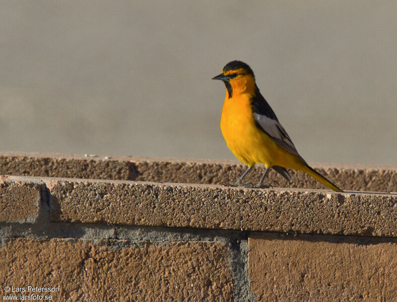 Oriole à ailes blanches