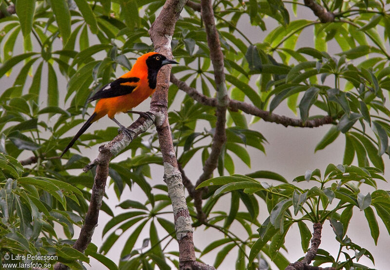 Oriole à dos orange