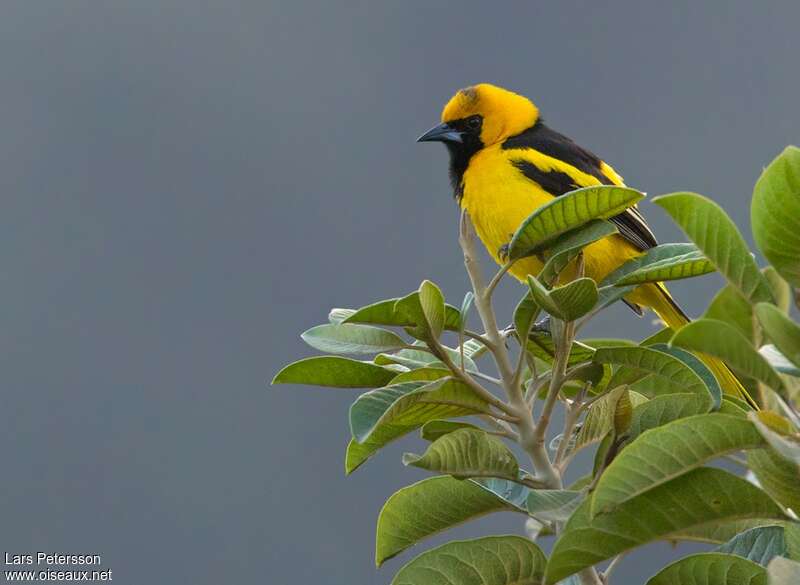 Oriole à queue jauneadulte, identification