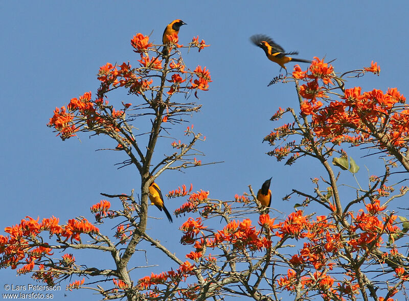 Oriole à tête d'or