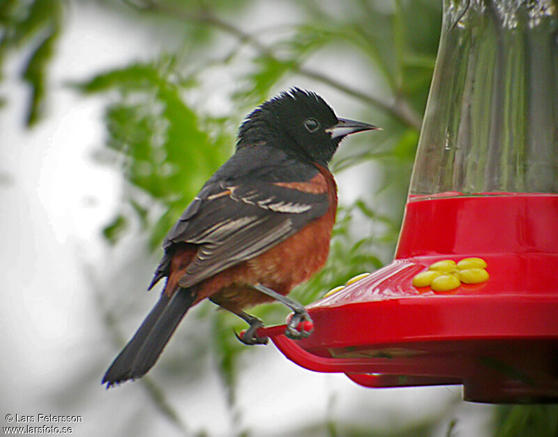 Oriole des vergers