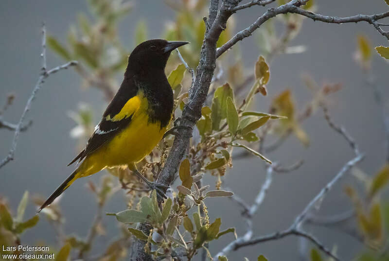 Oriole jaune-verdâtreadulte