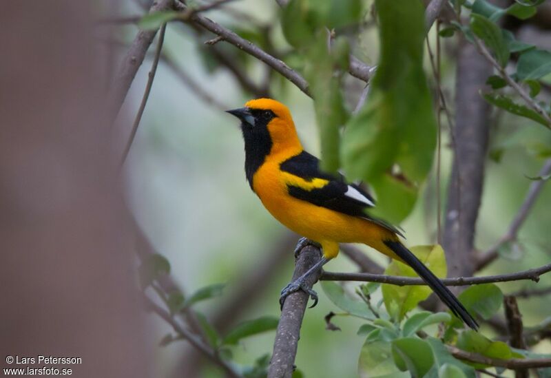 Oriole leucoptère