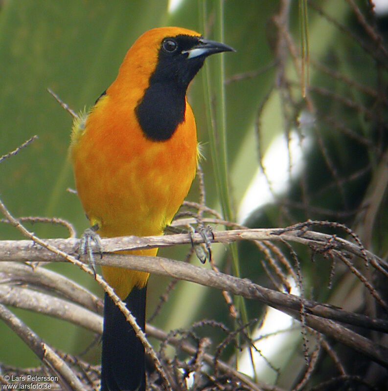 Oriole masqué