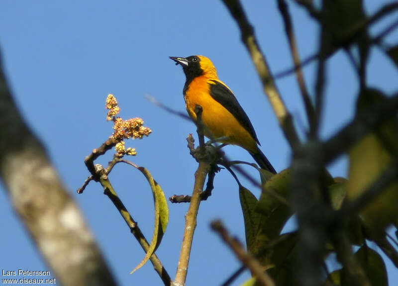 Yellow-backed Orioleadult, identification