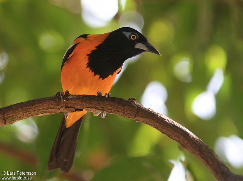 Venezuelan Troupial