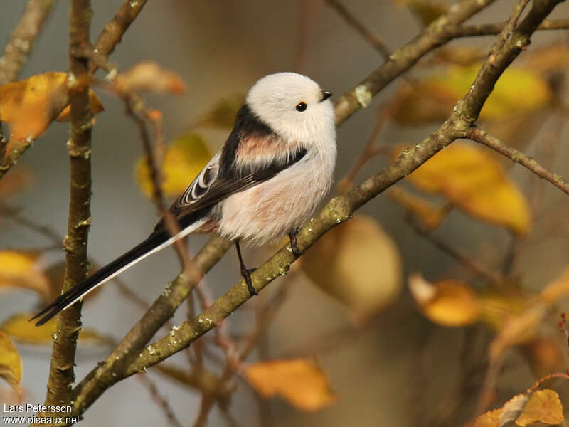 Long-tailed Titadult, pigmentation