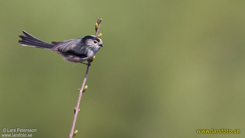 Long-tailed Tit