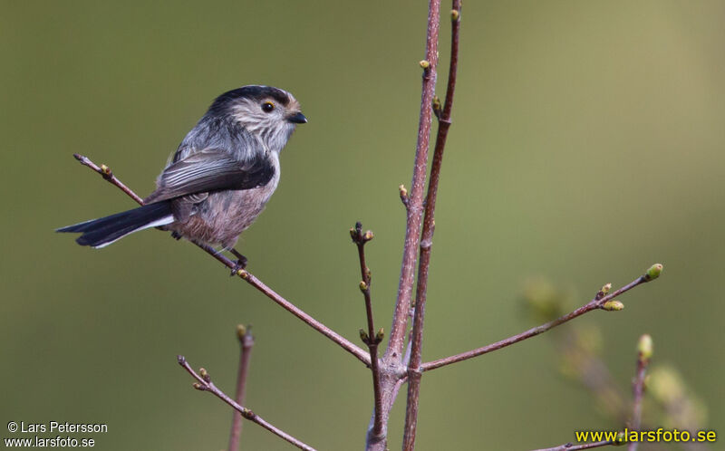 Long-tailed Tit