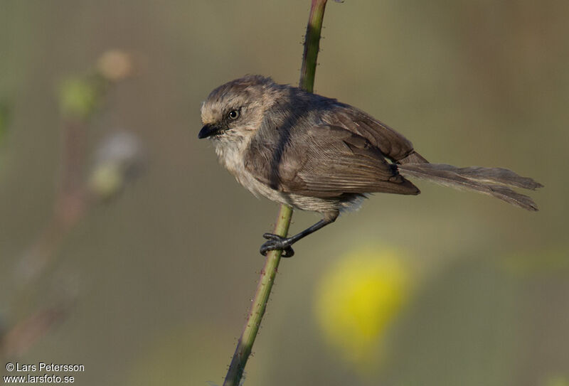 American Bushtit