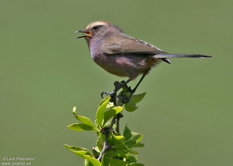 White-browed Tit-warbler