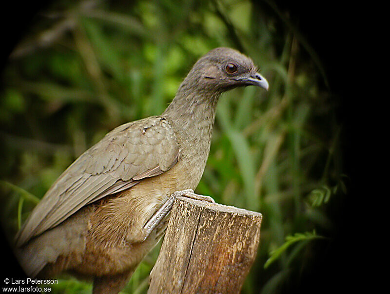 Ortalide chacamel