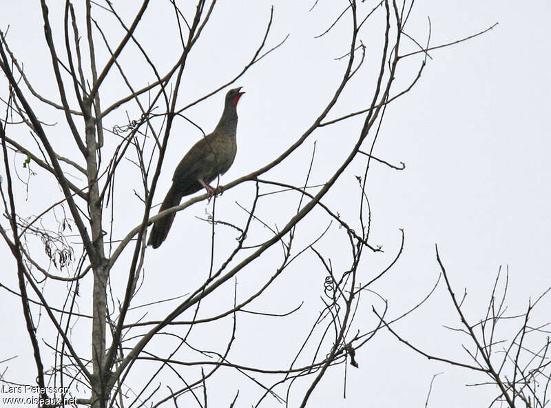 Ortalide de Colombie, habitat, chant, Comportement