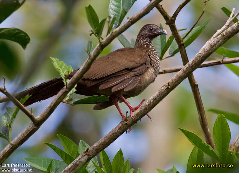 Speckled Chachalaca, habitat, pigmentation