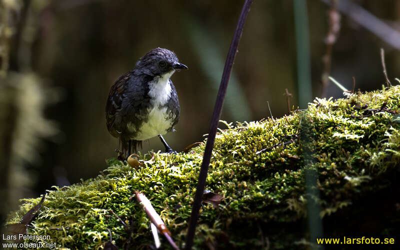 Papuan Logrunneradult