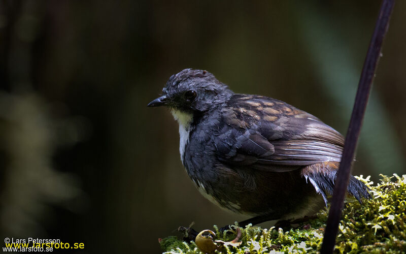 Papuan Logrunner