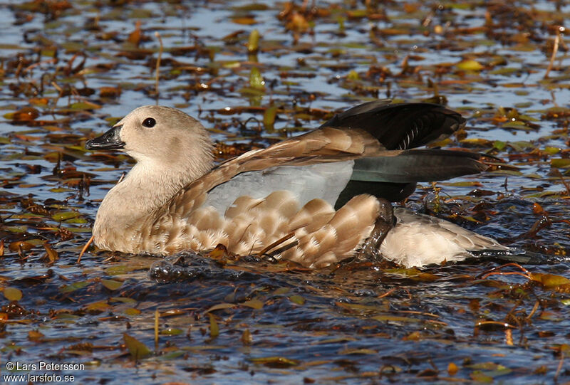 Blue-winged Goose