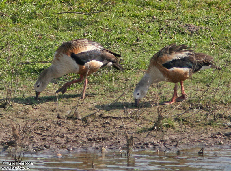 Orinoco Goose