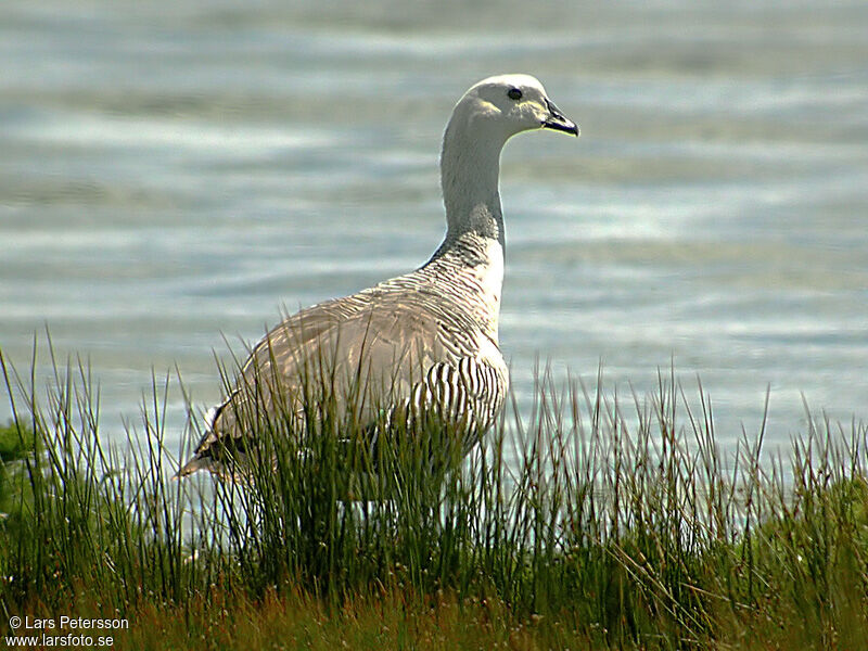 Upland Goose