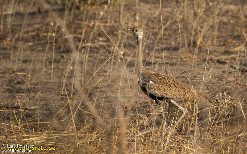 Black-bellied Bustard