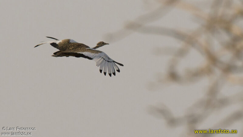 Black-bellied Bustard