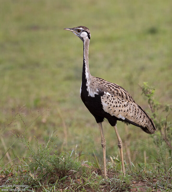 Black-bellied Bustard