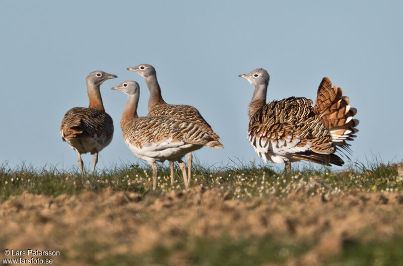 Great Bustard