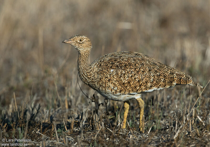 Outarde canepetière