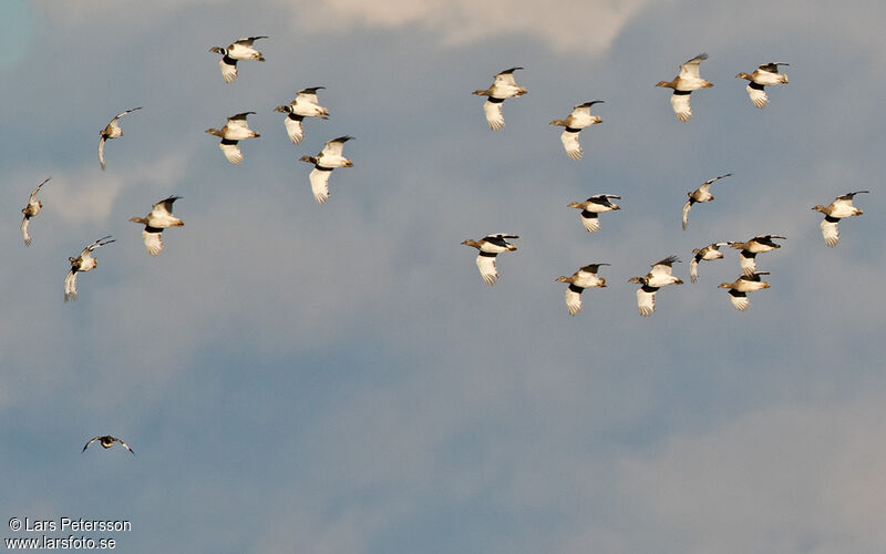 Little Bustard