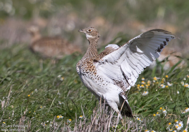 Little Bustard