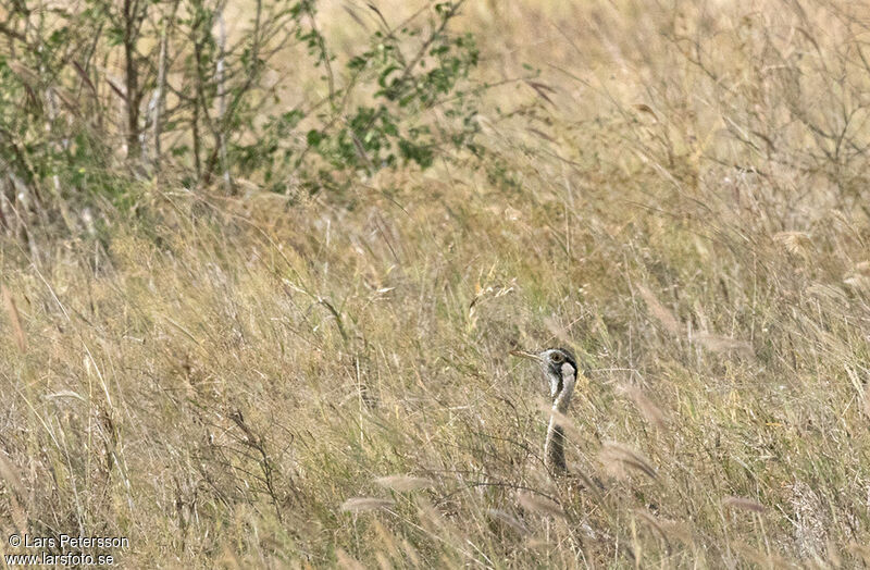 Hartlaub's Bustard