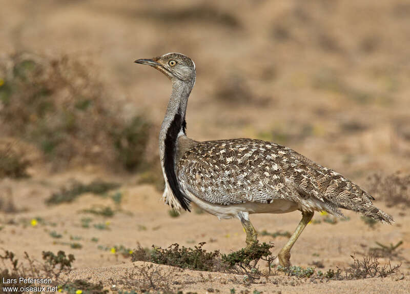 Houbara Bustard male adult, identification