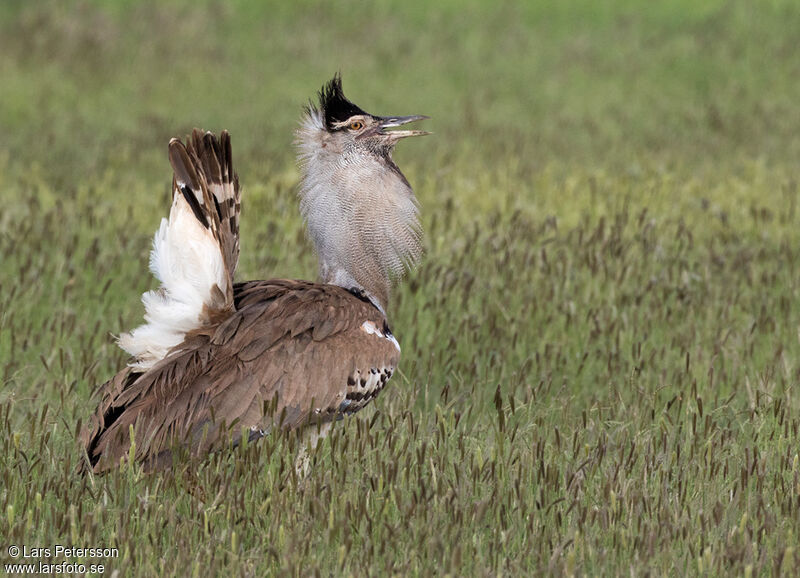 Kori Bustard