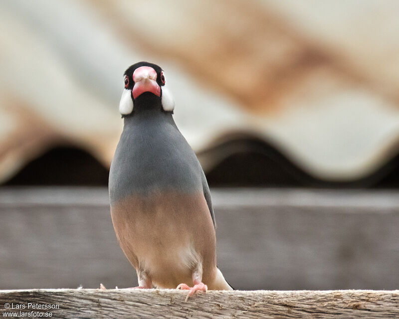 Java Sparrow