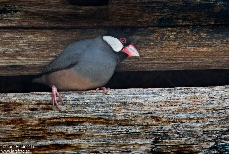 Java Sparrow