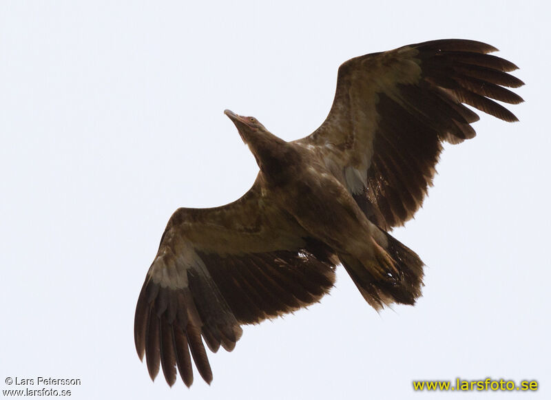 Palm-nut Vulture