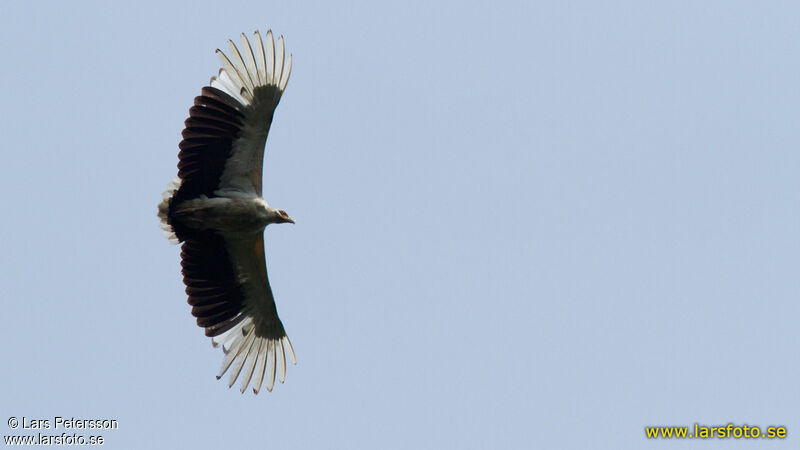 Palm-nut Vulture