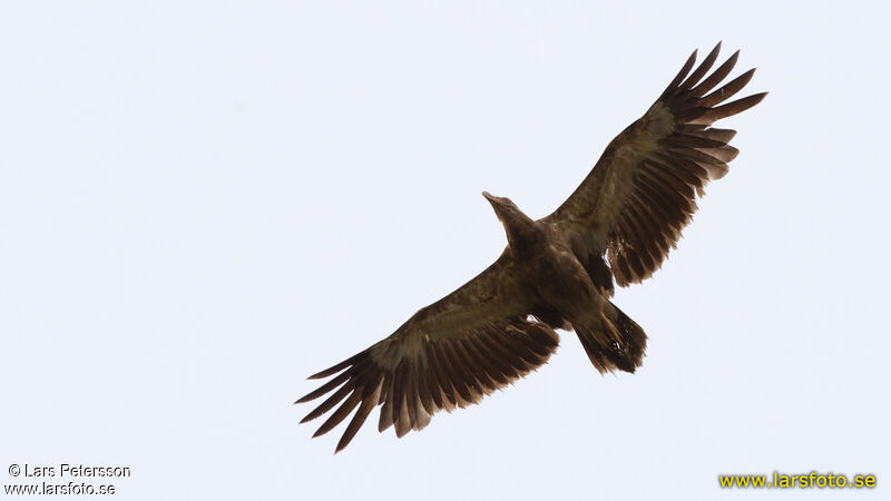 Palm-nut Vulture