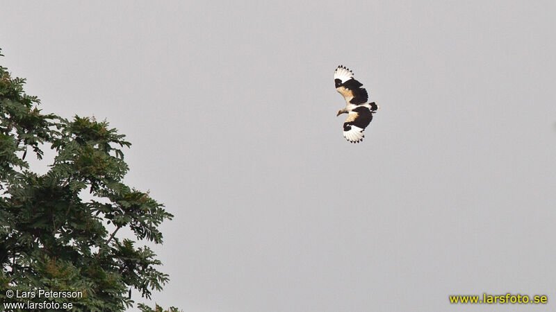 Palm-nut Vulture