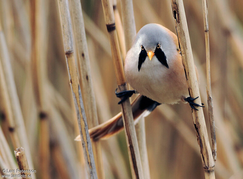 Bearded Reedling